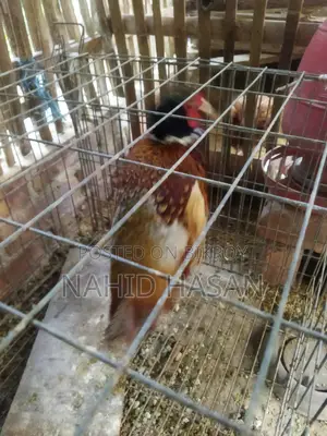 রিংনেক ফিছেন্ট