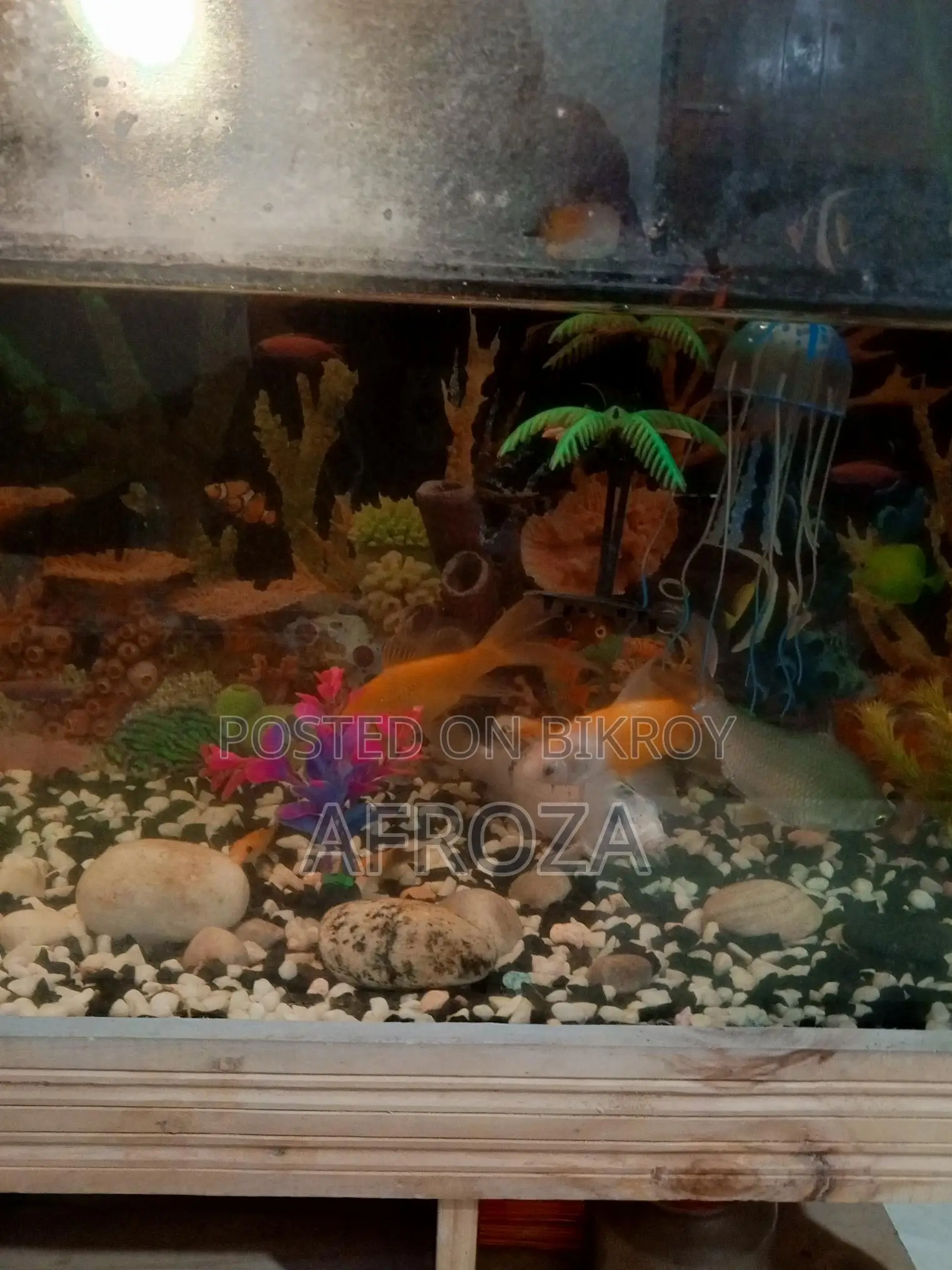 Fish with Aquarium For Sell in Cheap Price