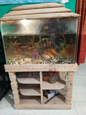 Fish with Aquarium For Sell in Cheap Price