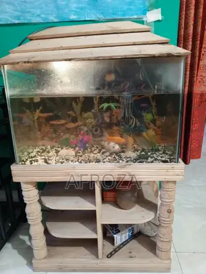 Fish with Aquarium For Sell in Cheap Price