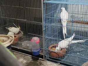 One Albino Pair
