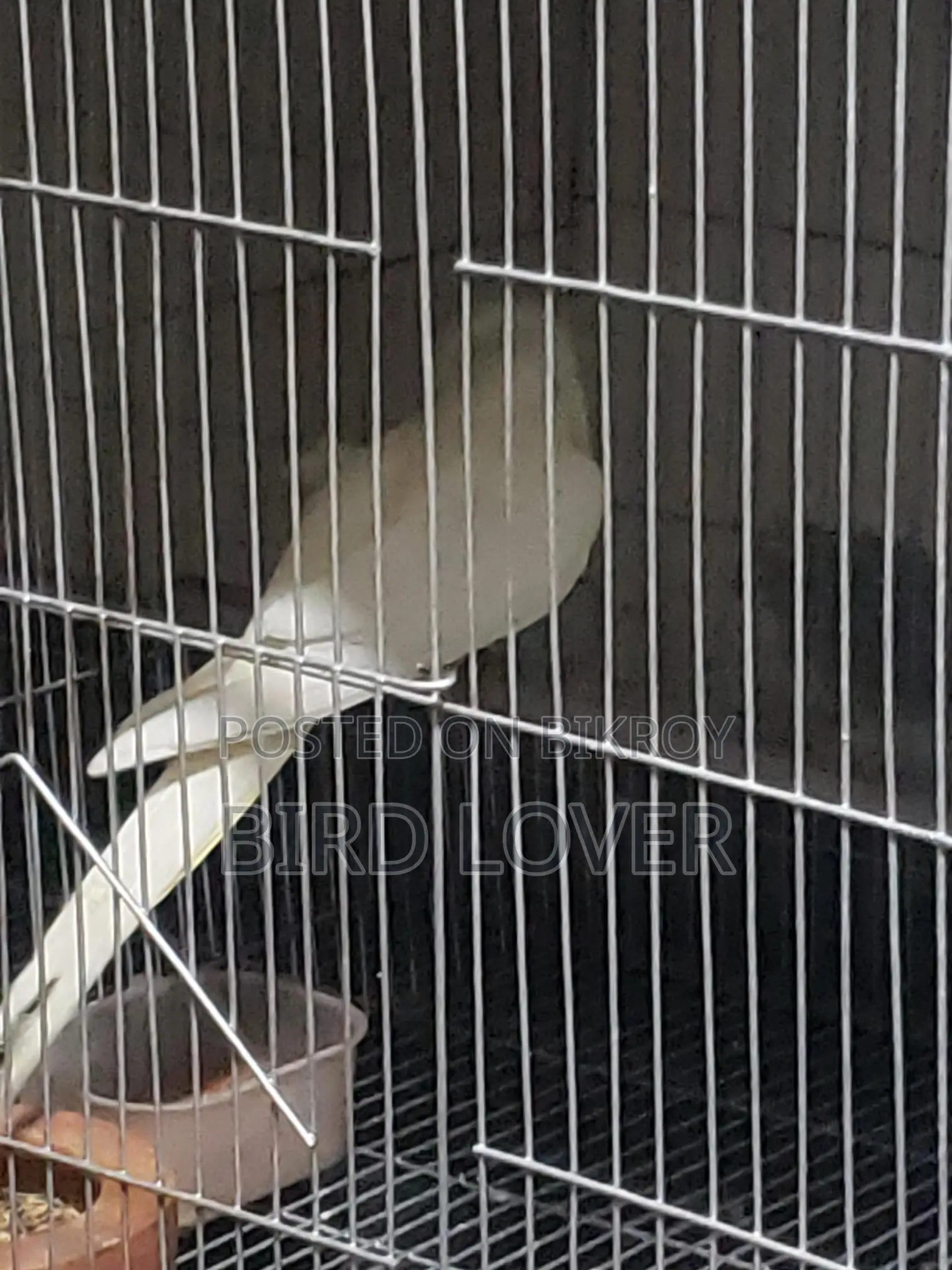 One Albino Pair