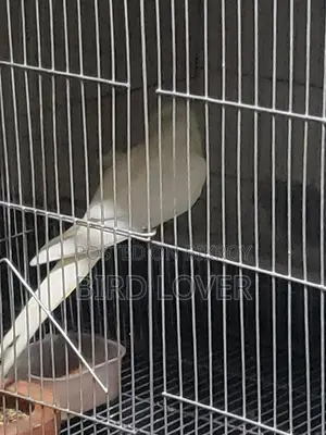 One Albino Pair