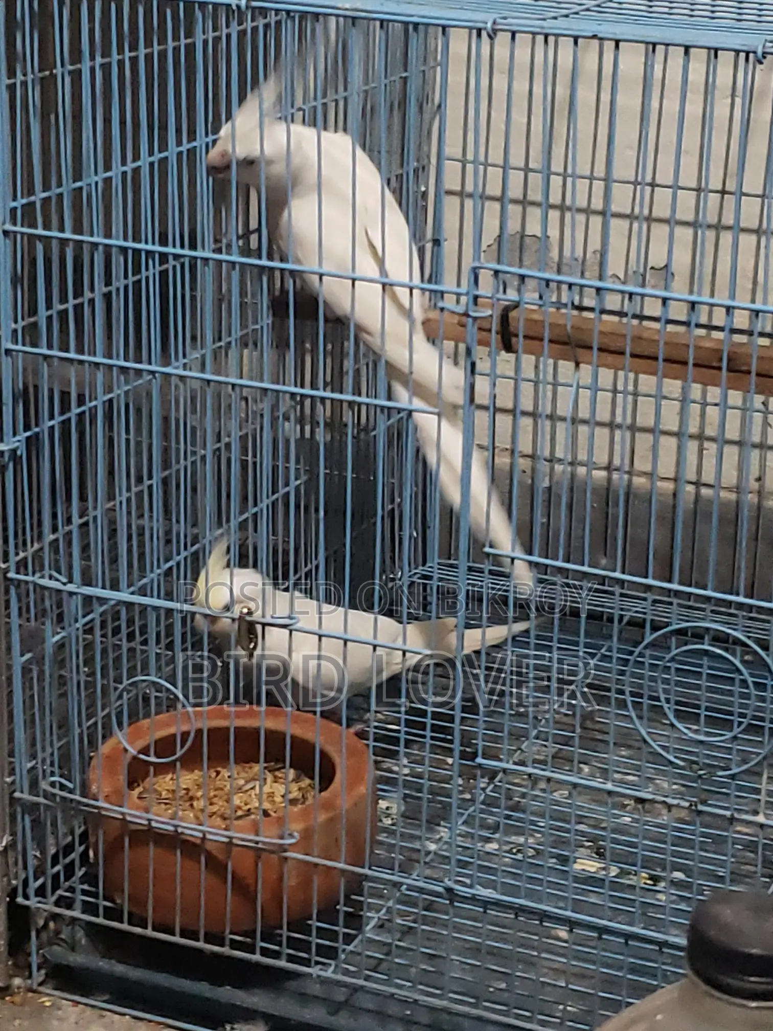One Albino Pair
