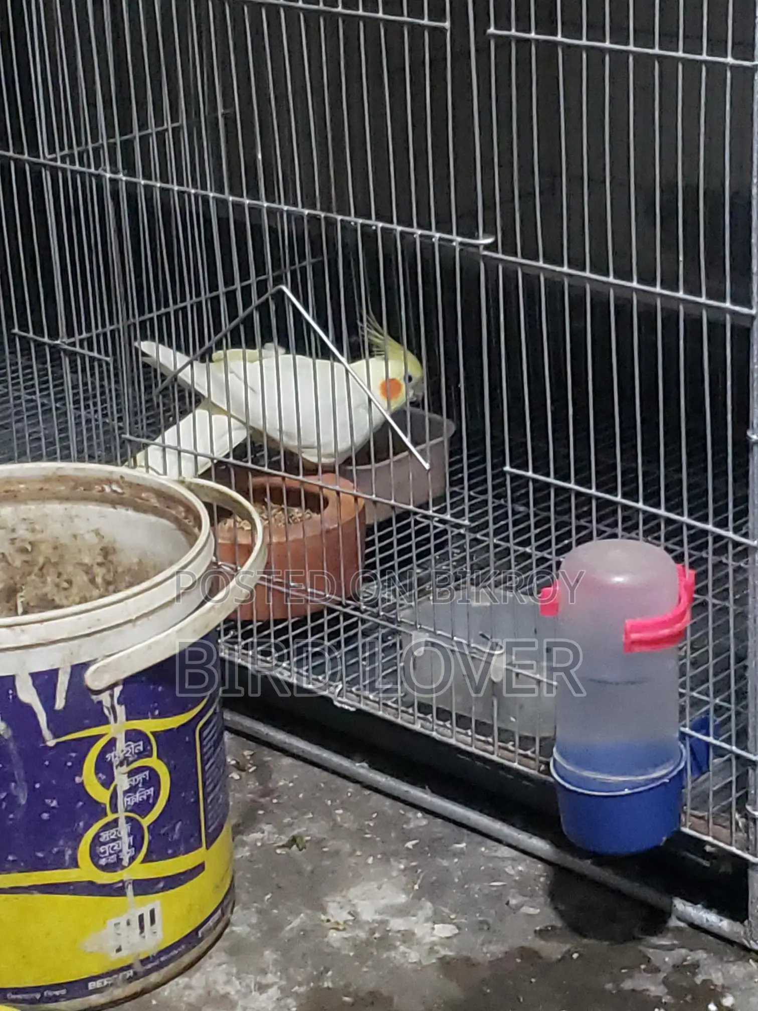 One Albino Pair