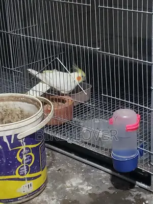 One Albino Pair