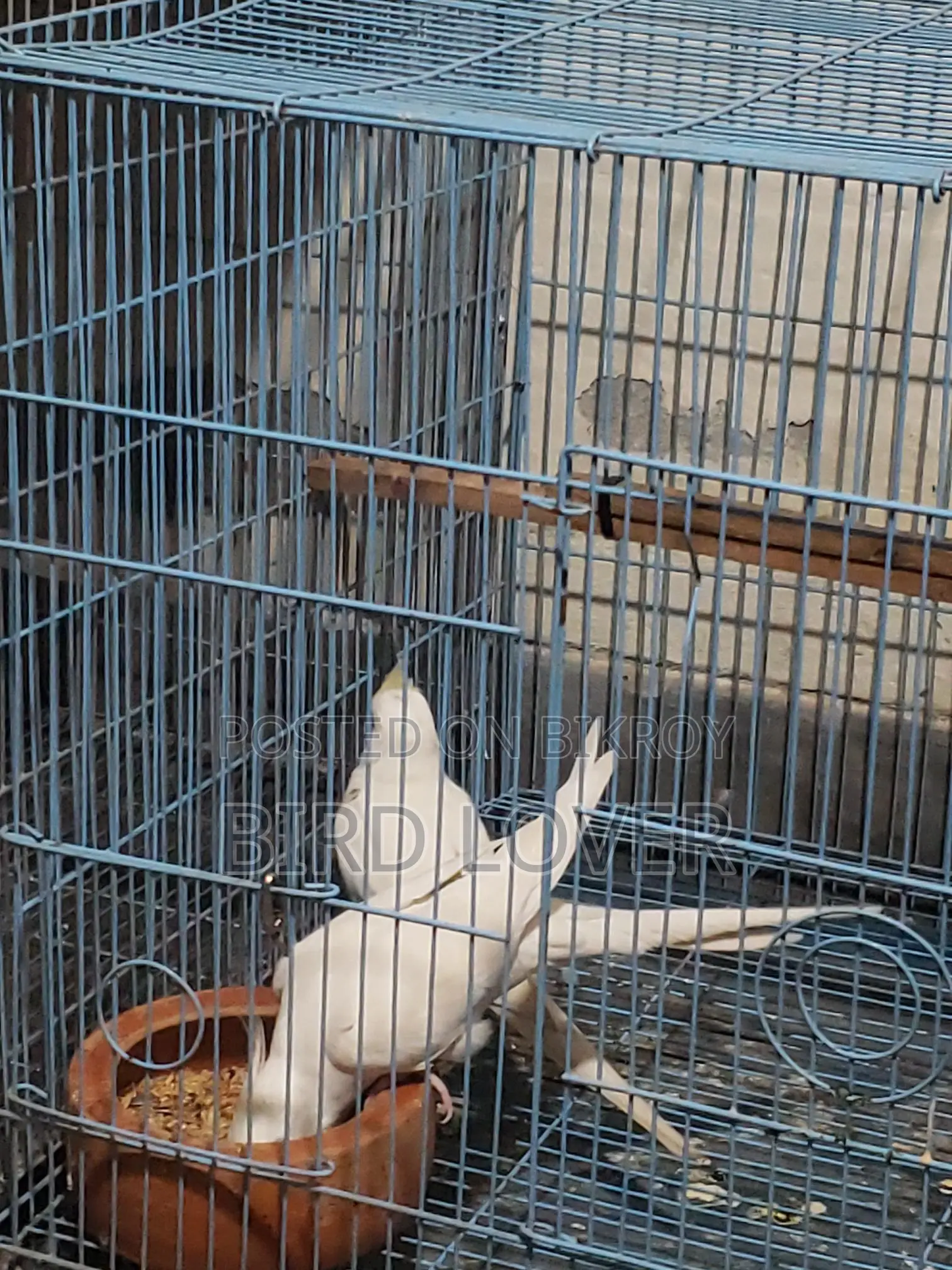 One Albino Pair