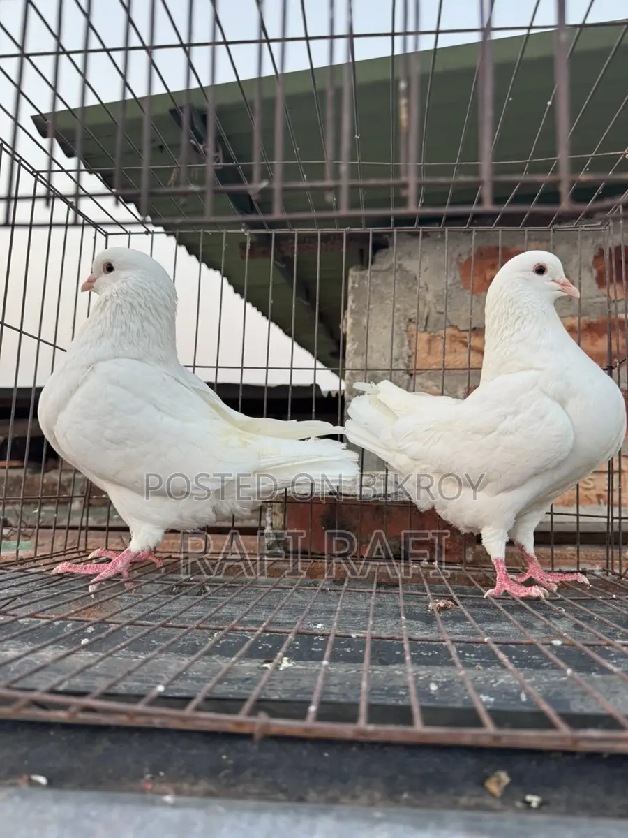 King Pigeon