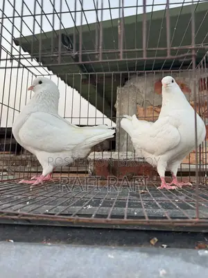 King Pigeon