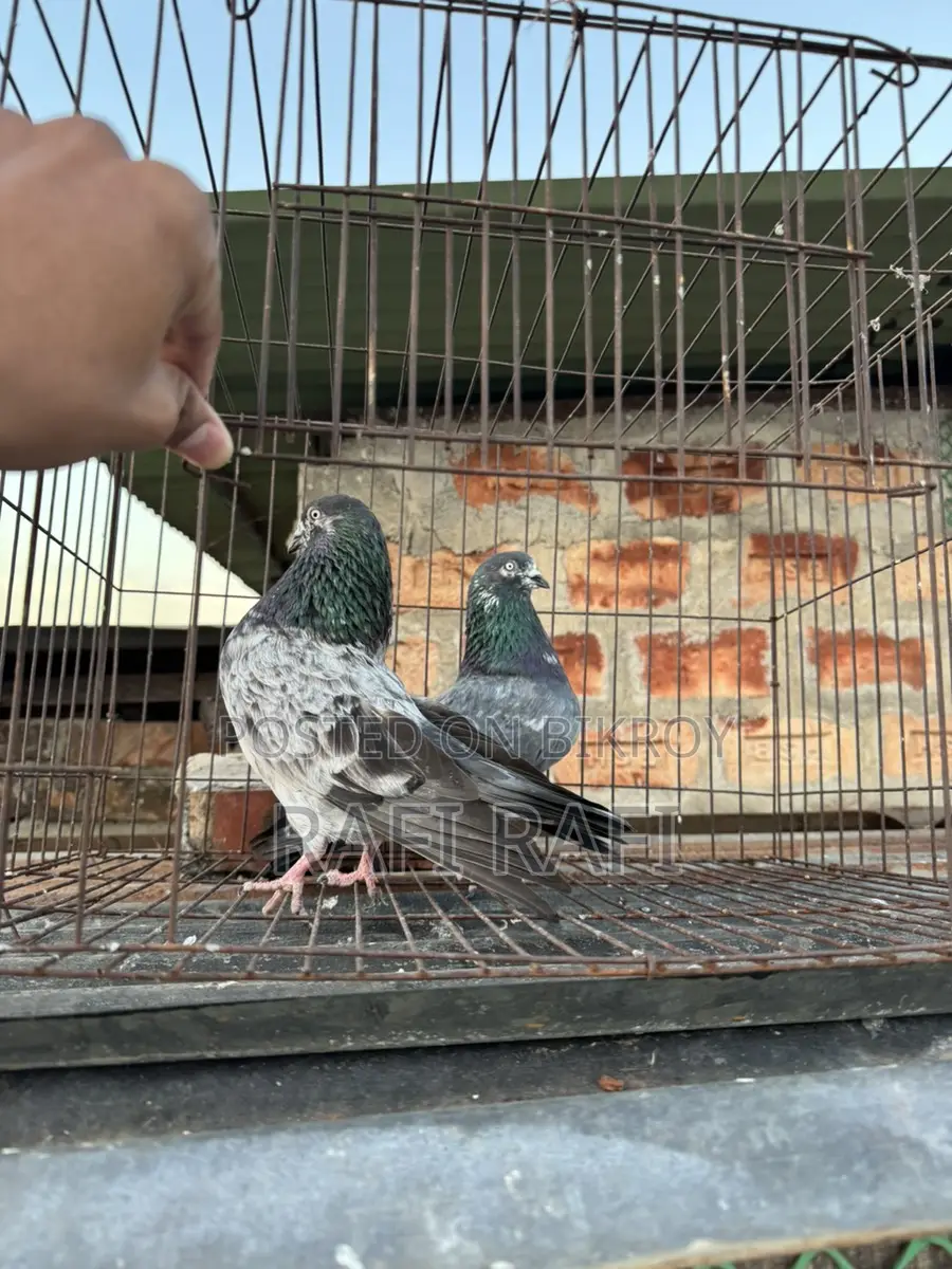 King Pigeon
