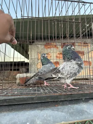 King Pigeon