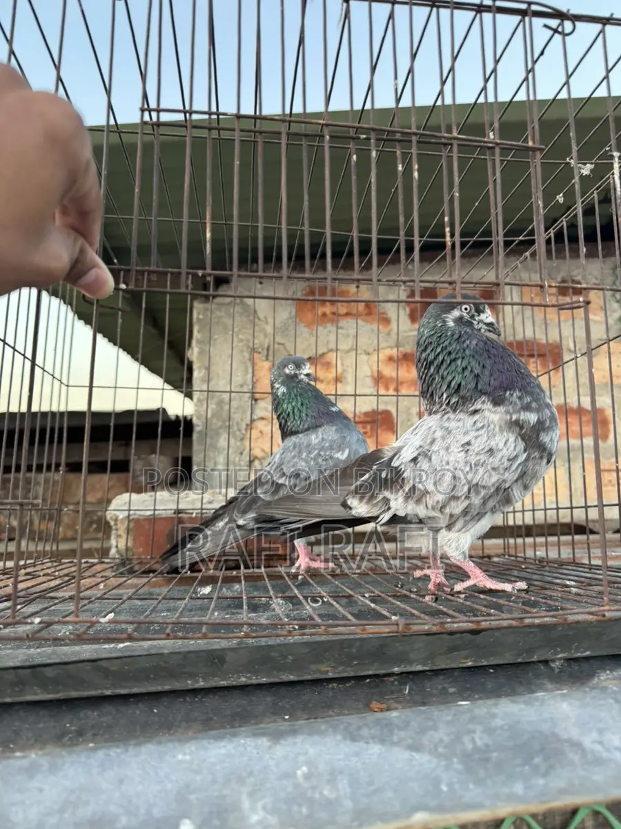 King Pigeon
