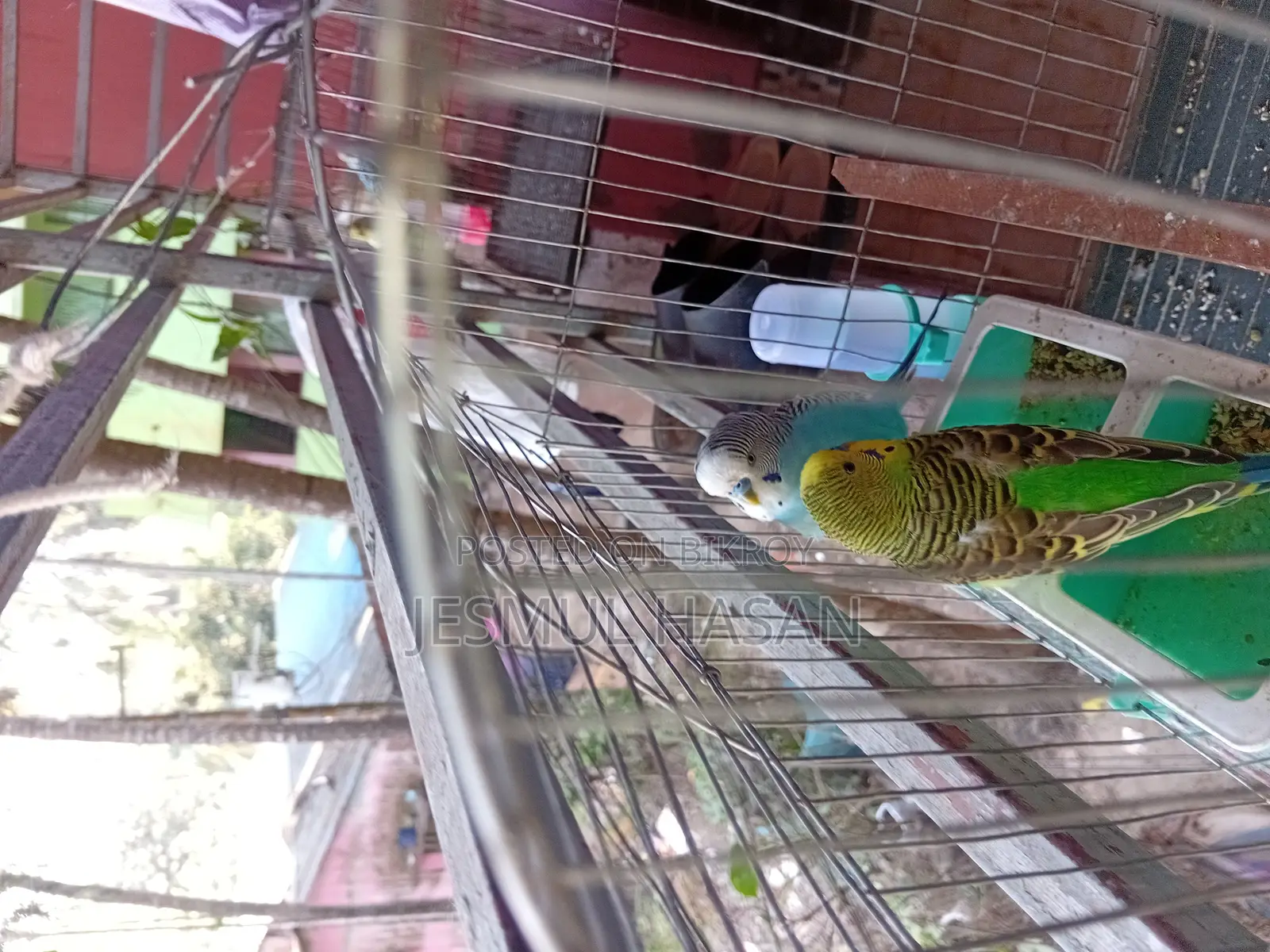 2 Adult Male Budgie Birds for Sale