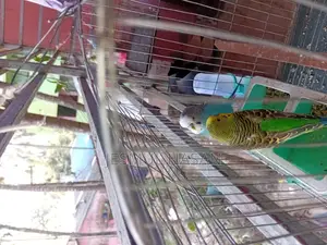 2 Adult Male Budgie Birds for Sale