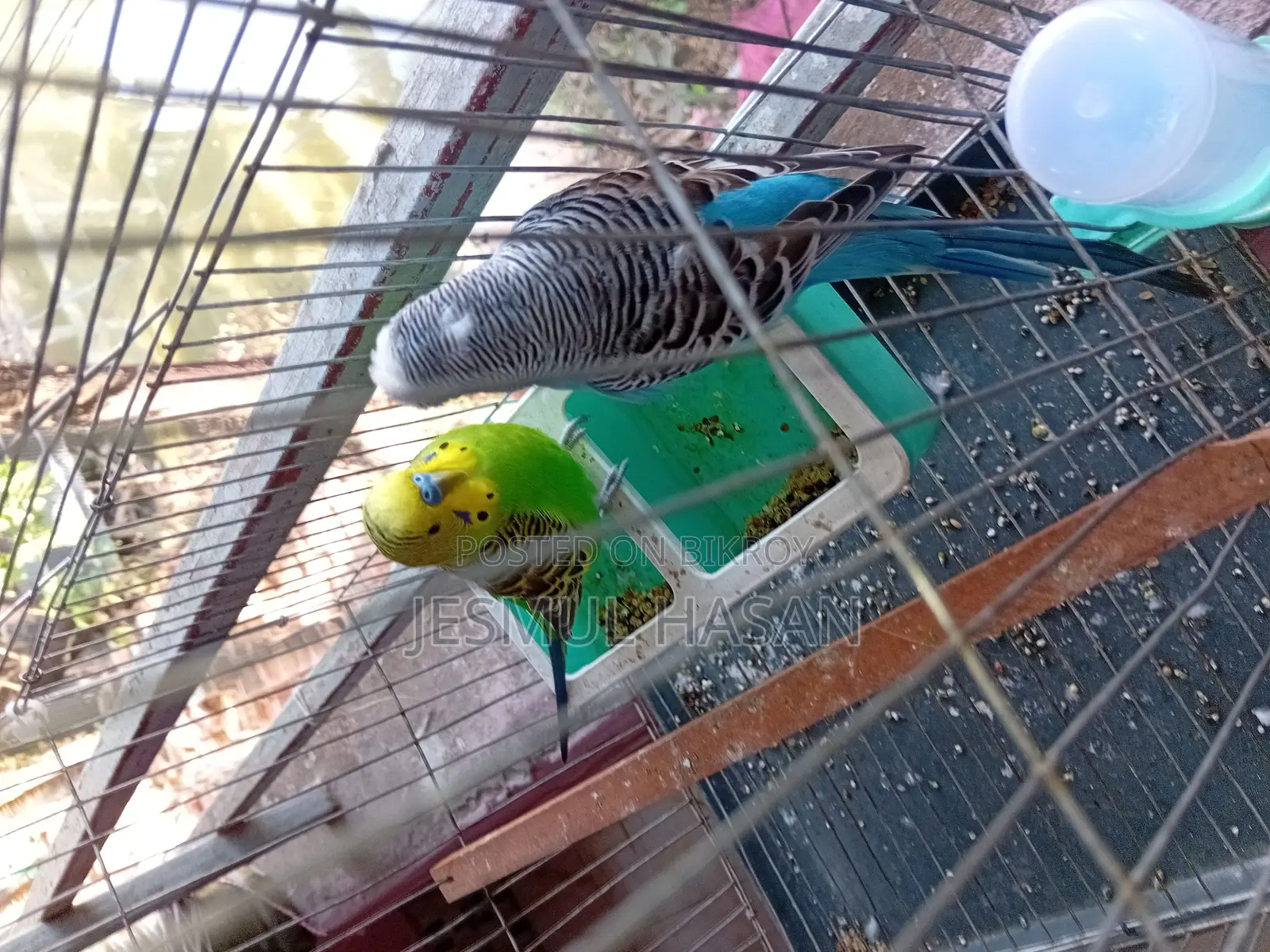 2 Adult Male Budgie Birds for Sale
