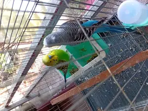 2 Adult Male Budgie Birds for Sale