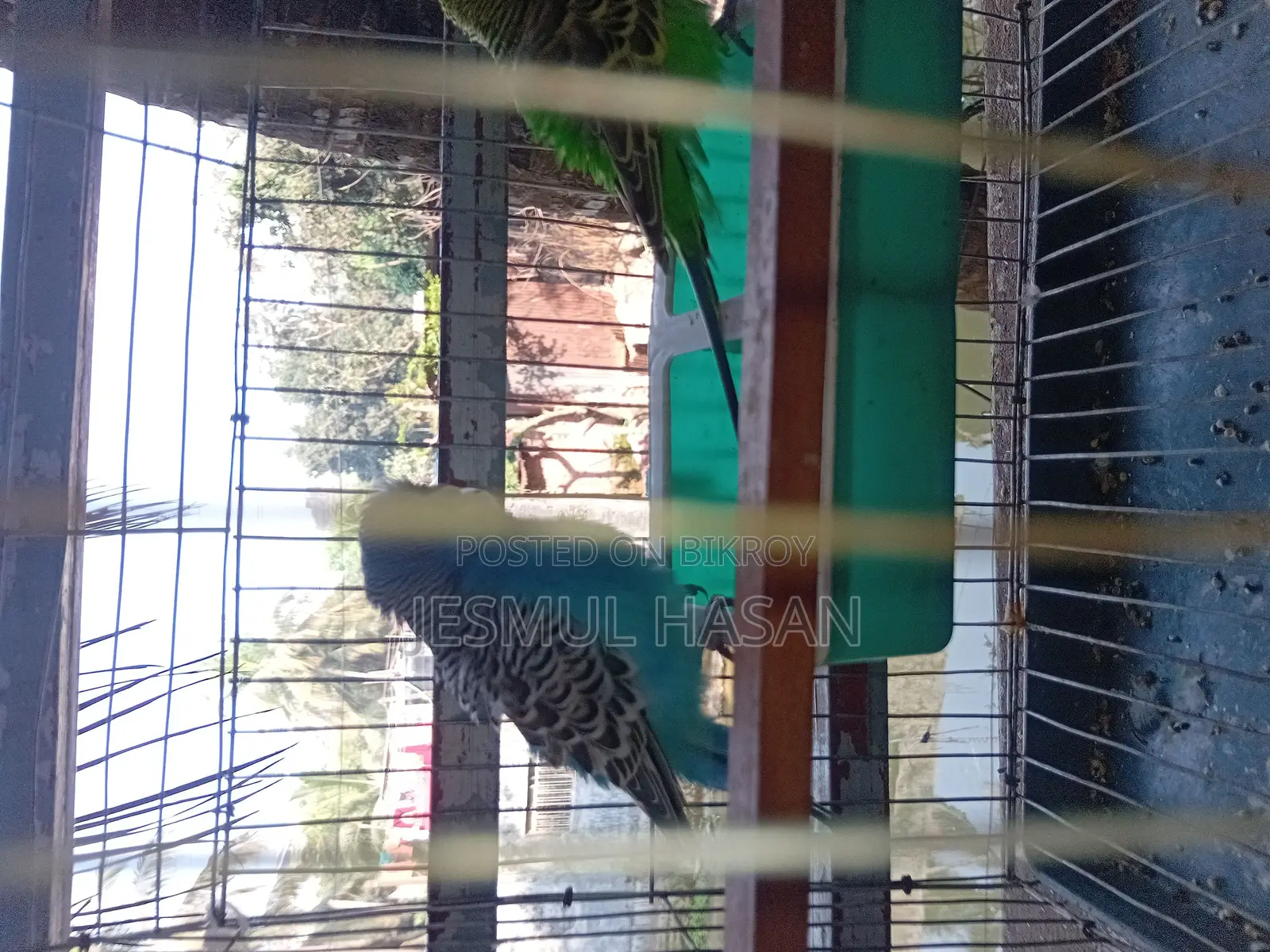 2 Adult Male Budgie Birds for Sale