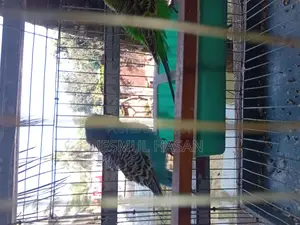 2 Adult Male Budgie Birds for Sale