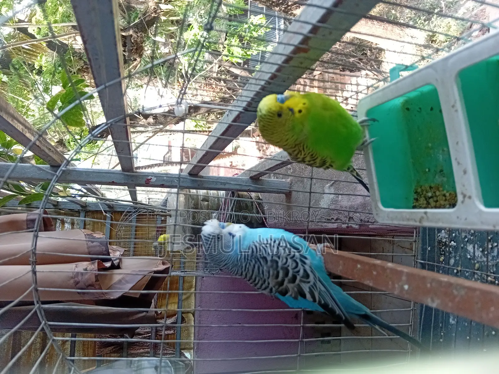 2 Adult Male Budgie Birds for Sale