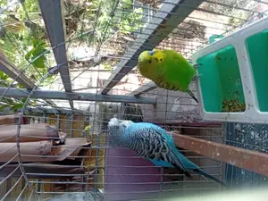 2 Adult Male Budgie Birds for Sale