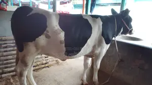 ১১২৪ নং রেডি বকনা পোষার জন্য নিঃসন্ধেহে কিনতে পারেন।