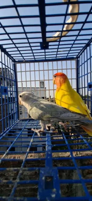 Bird Aviary