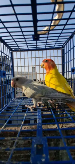 Bird Aviary