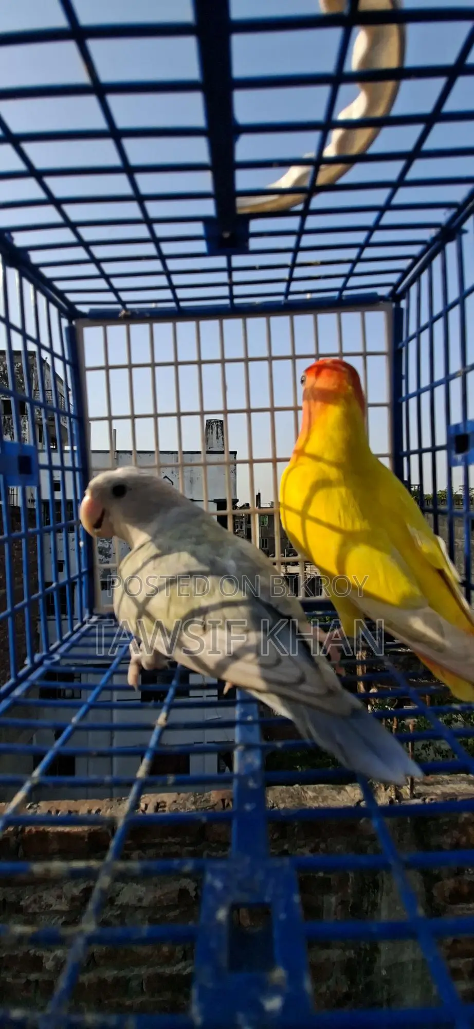 Bird Aviary