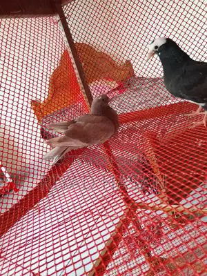 গোল্লা কবুতর