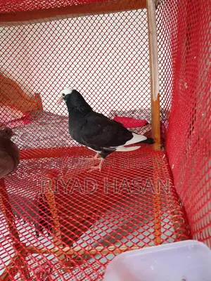 গোল্লা কবুতর