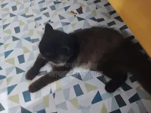 পারশিয়ান বিরাল