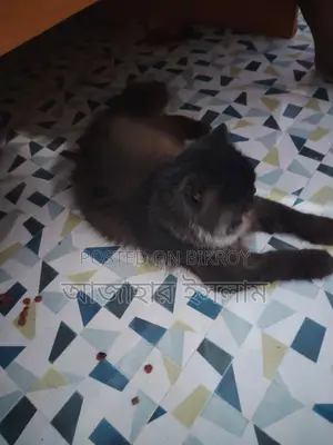 পারশিয়ান বিরাল