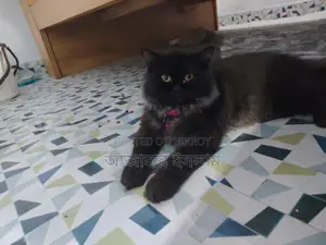 পারশিয়ান বিরাল
