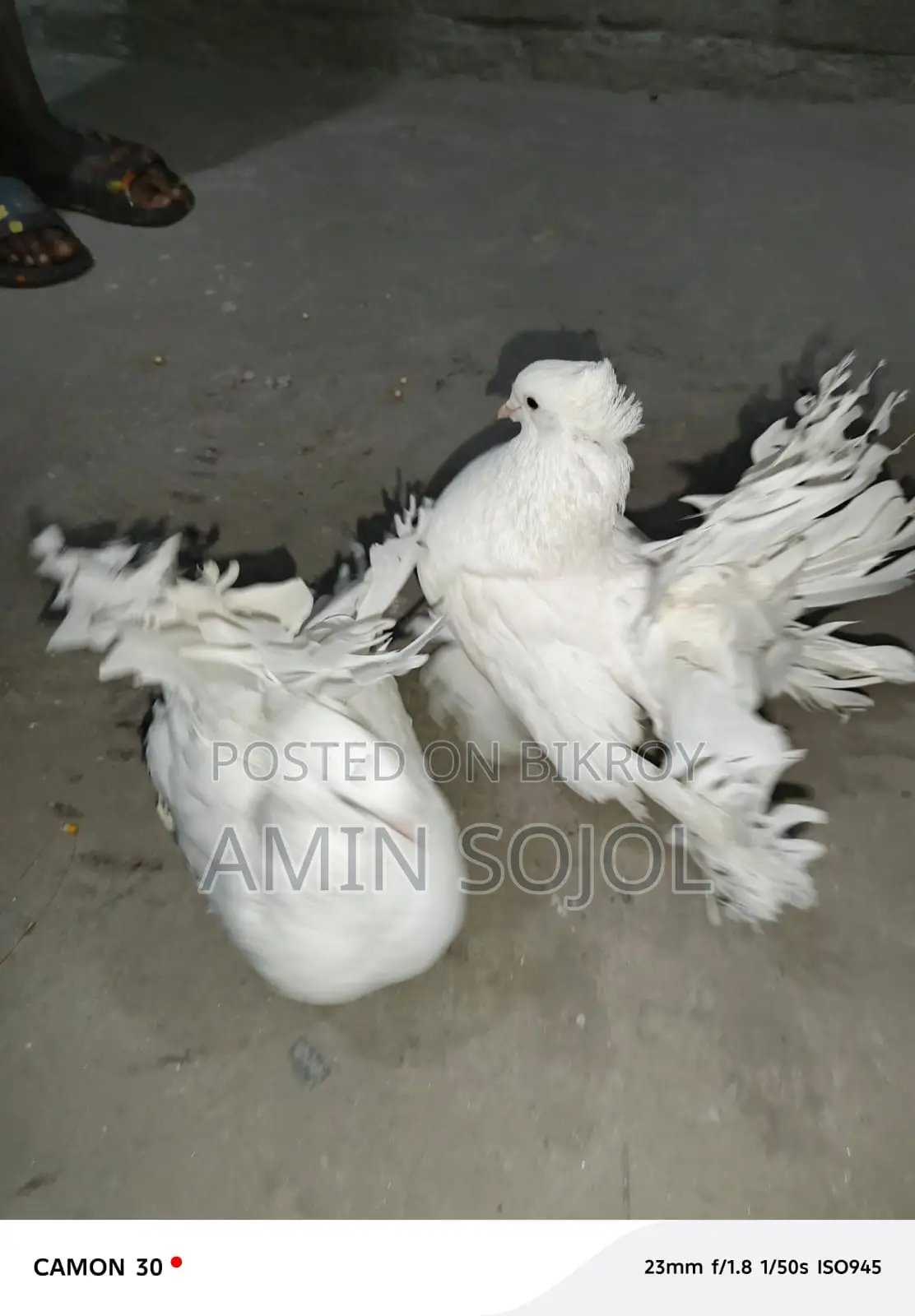Lakkha Pigeon