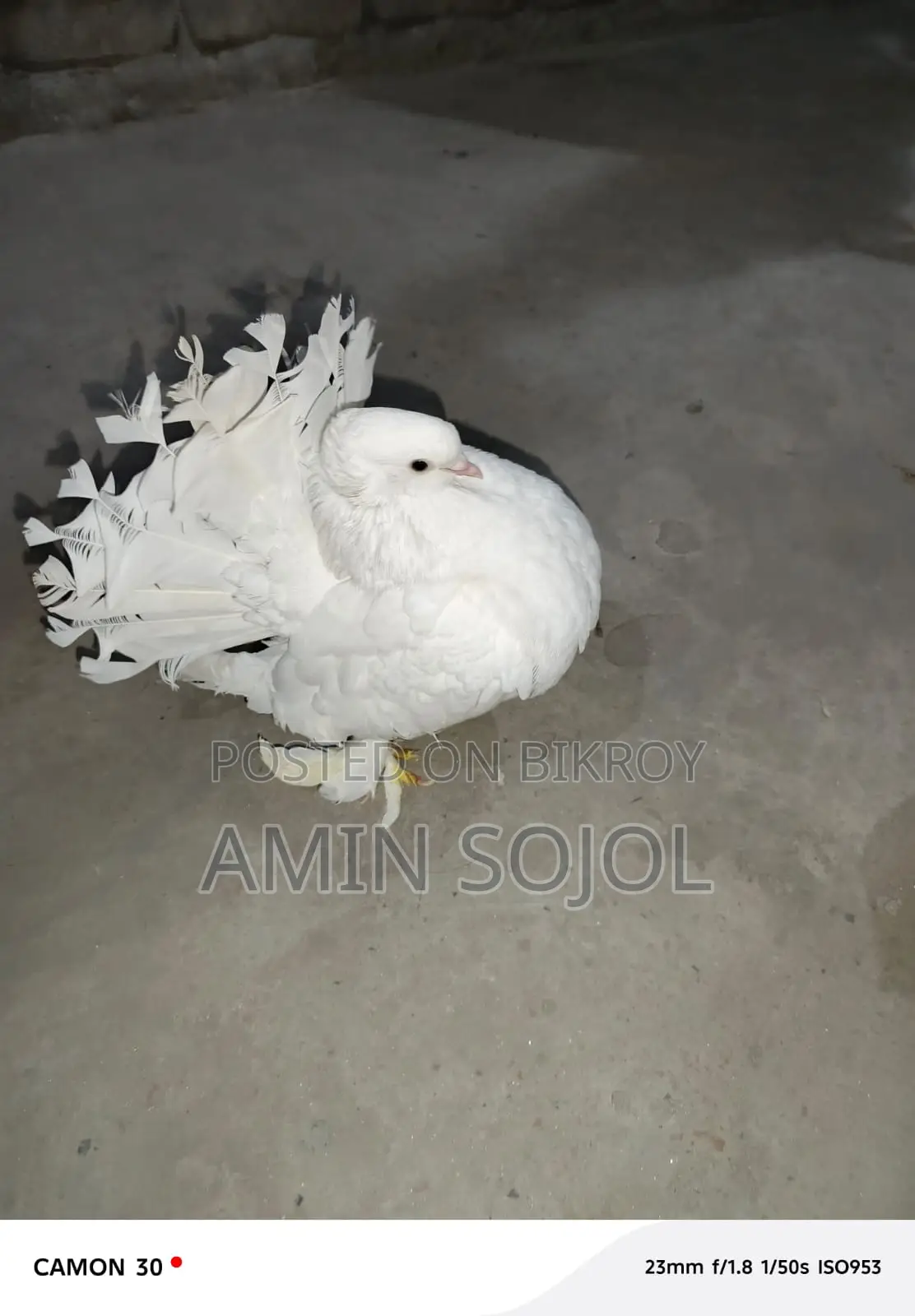 Lakkha Pigeon