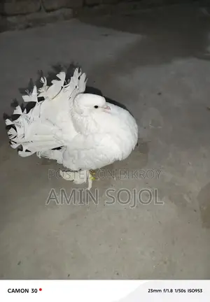 Lakkha Pigeon