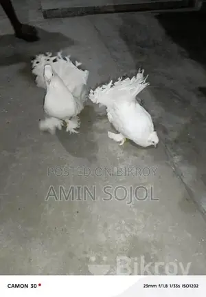 Lakkha Pigeon