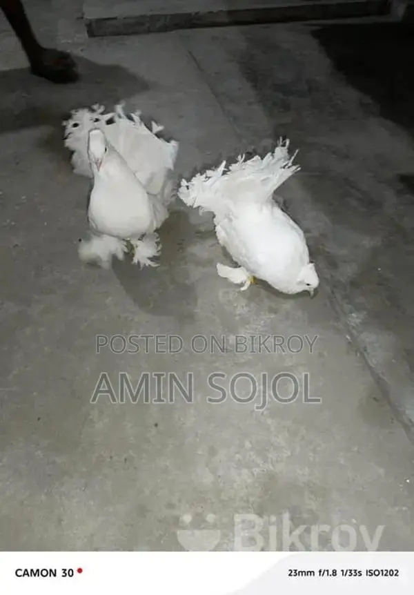 Lakkha Pigeon