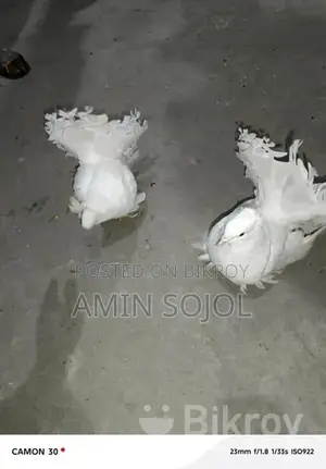 Lakkha Pigeon