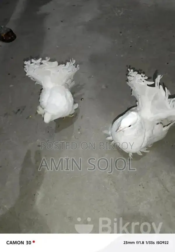 Lakkha Pigeon