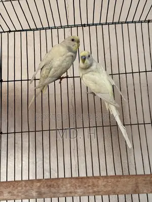 Jp Split Bazrigar Budgies Pair