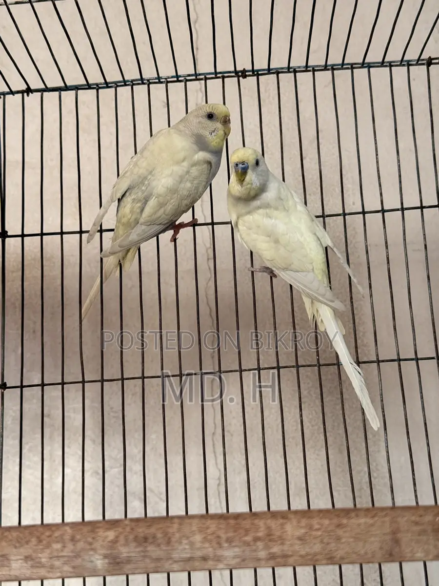 Jp Split Bazrigar Budgies Pair