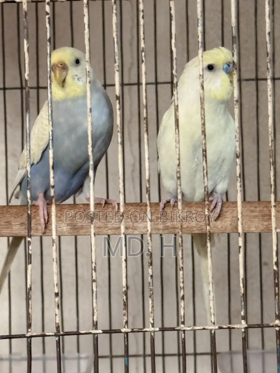 Jp Split Bazrigar Budgies Pair