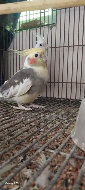 Pair of Running Cockatiel Birds!