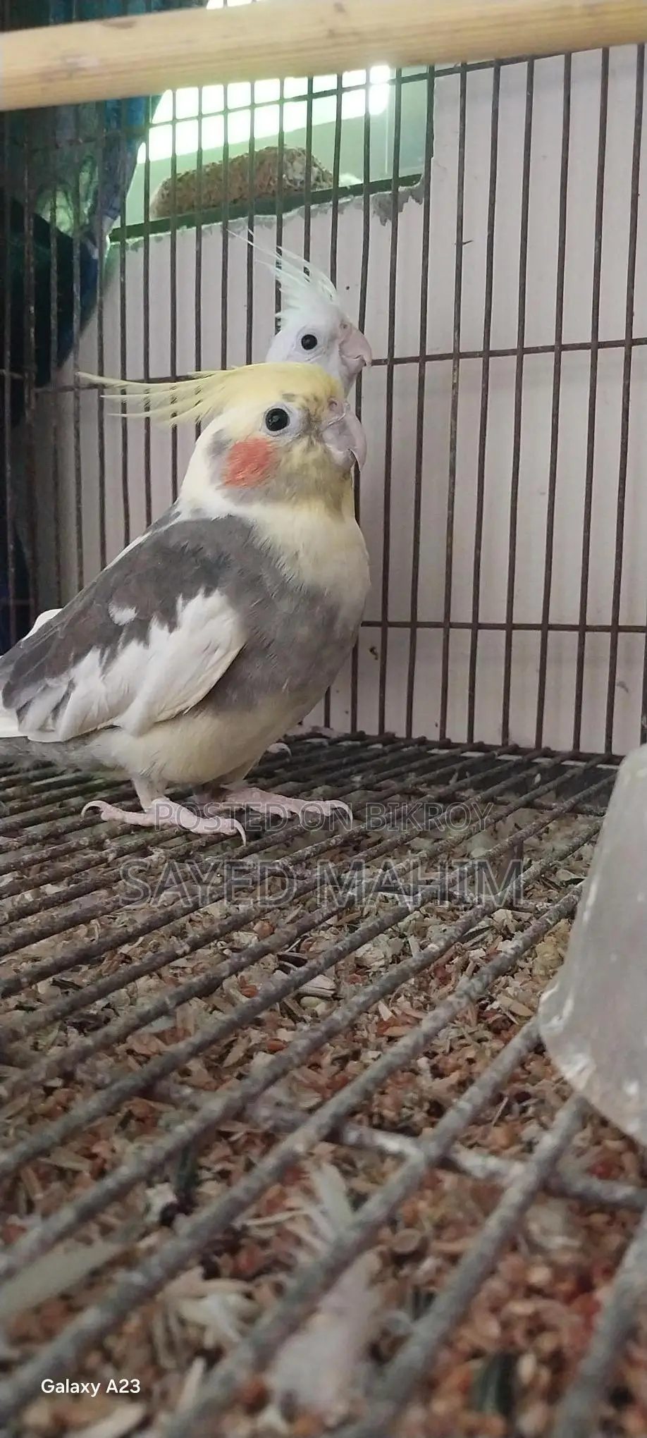 Pair of Running Cockatiel Birds!
