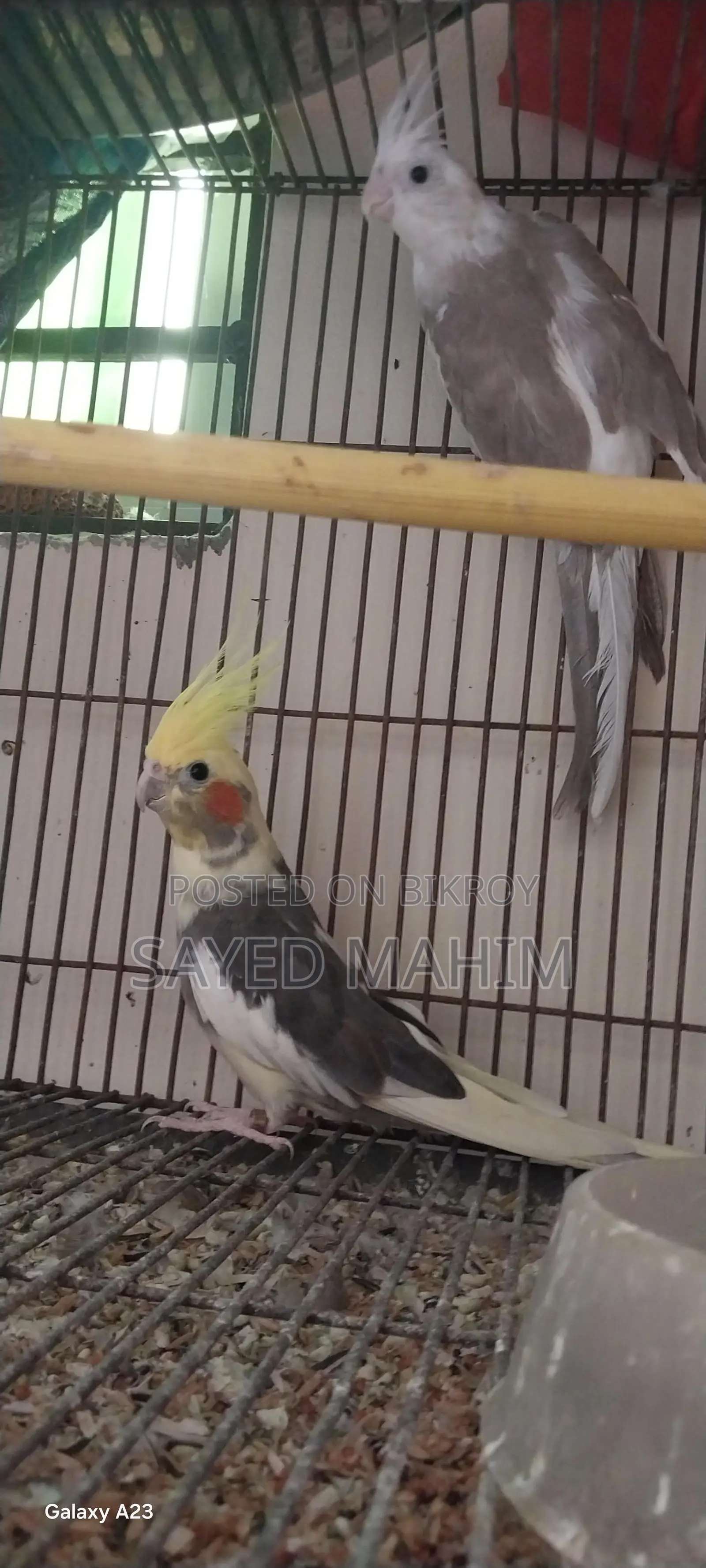 Pair of Running Cockatiel Birds!