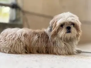 Pure Male Shih Tzu Dog
