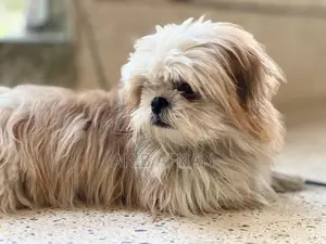 Pure Male Shih Tzu Dog