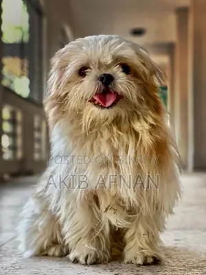 Pure Male Shih Tzu Dog