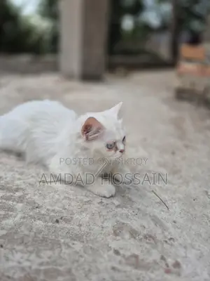 সাদা পার্সিয়ান বিড়াল